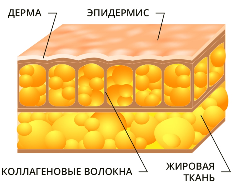 схема строения жировой ткани
