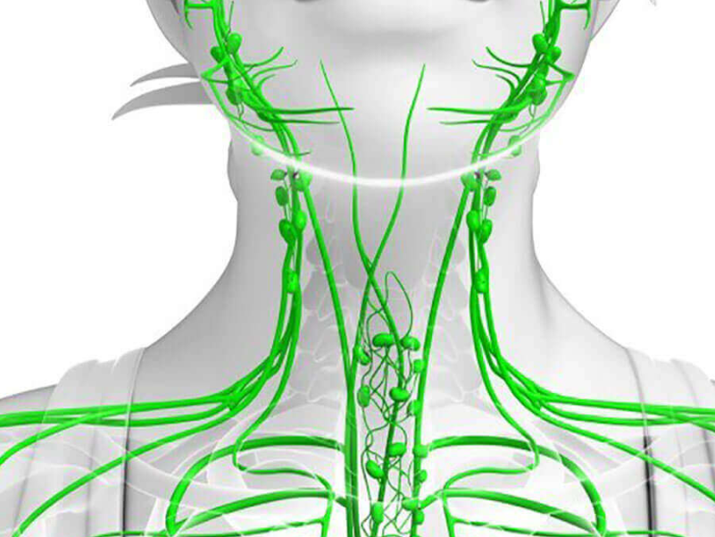 Лимфоотток в организме. Лимфатическая система лимфоузлы. Что такое лимфа у человека. Лимфатическая система лица анатомия. Лимфоотток от головы и шеи.
