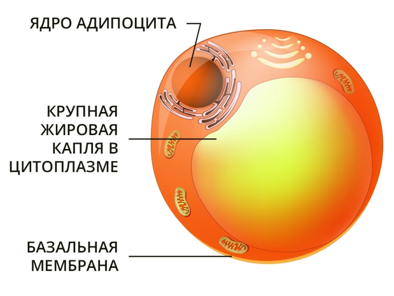 схема строения адипоцитов