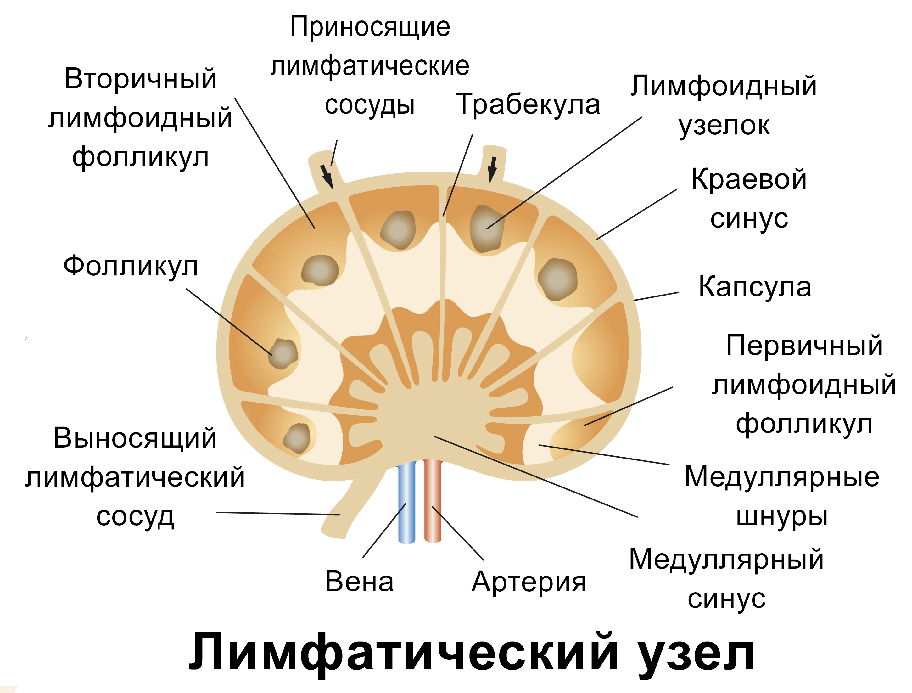 Фото Лимфоузлов Под Мышкой Схема